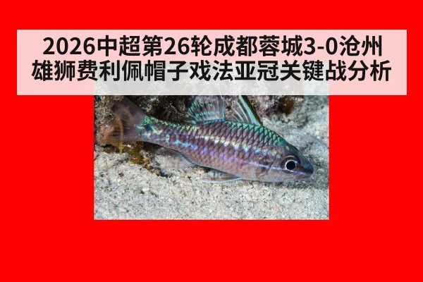 2026中超第26轮成都蓉城3-0沧州雄狮费利佩帽子戏法亚冠关键战分析